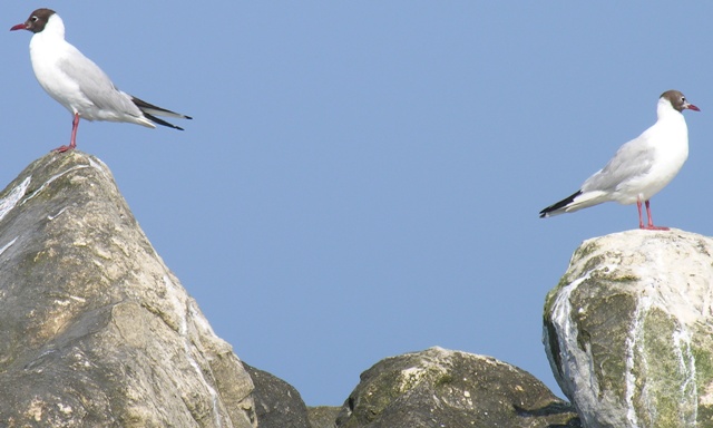 Gabbiano comune (Chroicocephalus [ex Larus]  ridibundus)